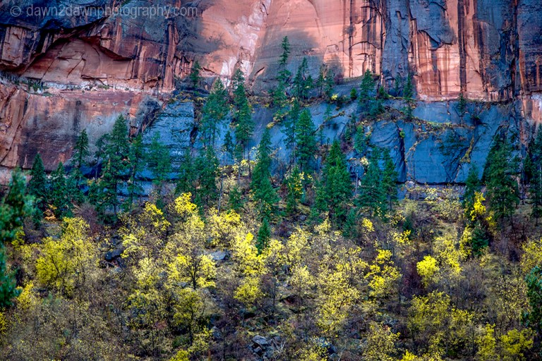 Fall colors have arrived at Zion Canyon at Zion National Park, Utah