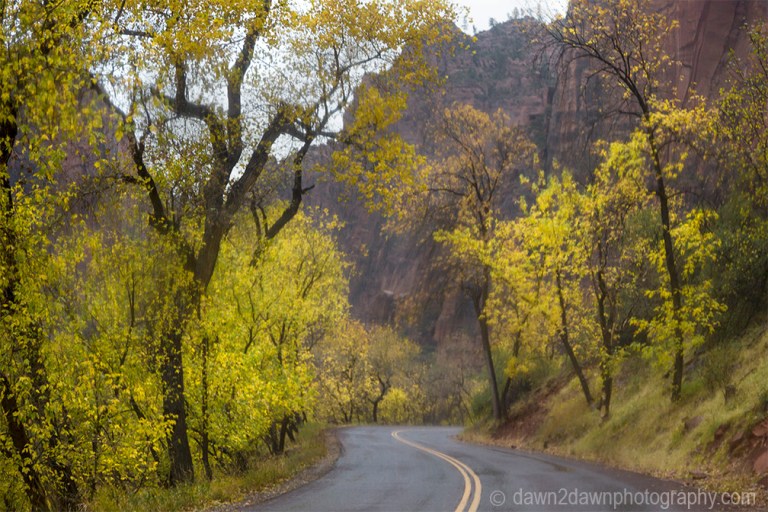 Fall colors have arrived at Zion Canyon at Zion National Park, Utah