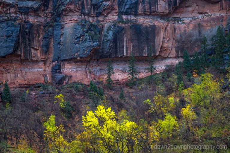Fall colors have arrived at Zion Canyon at Zion National Park, Utah