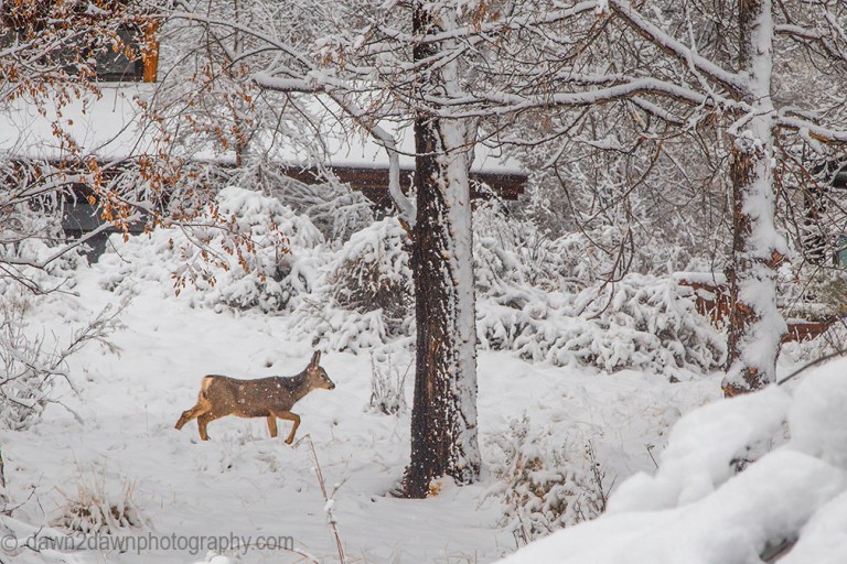 Fresh snow blankets Zion National Park on Christmas morning.