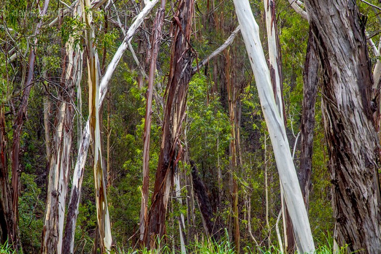 A stand of eucalyptus trees along California's Pacific Coast at Montana De Oro State Park