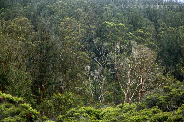 A stand of eucalyptus trees along California's Pacific Coast at Montana De Oro State Park