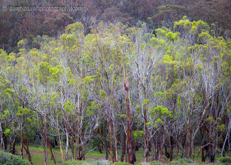 A stand of eucalyptus trees along California's Pacific Coast at Montana De Oro State Park