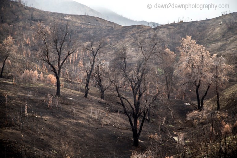 cal-wildfires_8053