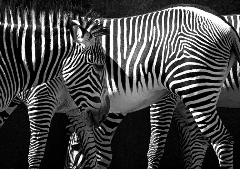 What do an Elephant Seal, a California Condor and a Zebra have in common?  A Zebra?