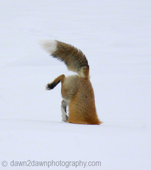 Wild, Wild, Wildlife at YNP