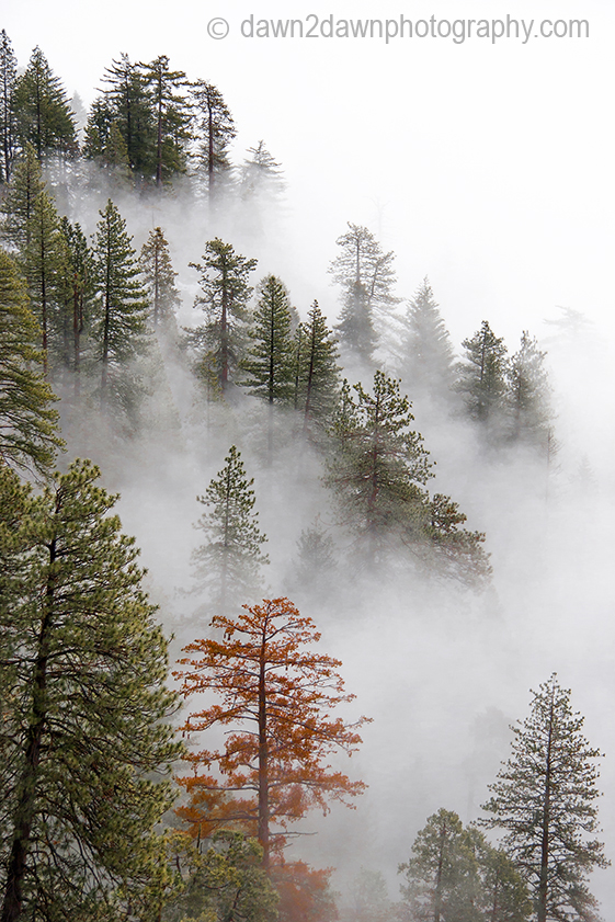 Foggy Forest