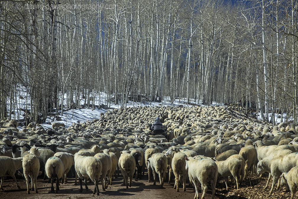 Sheep Herding 101