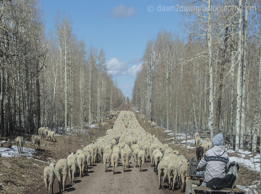 Still Photos Of Large Sheep Herd