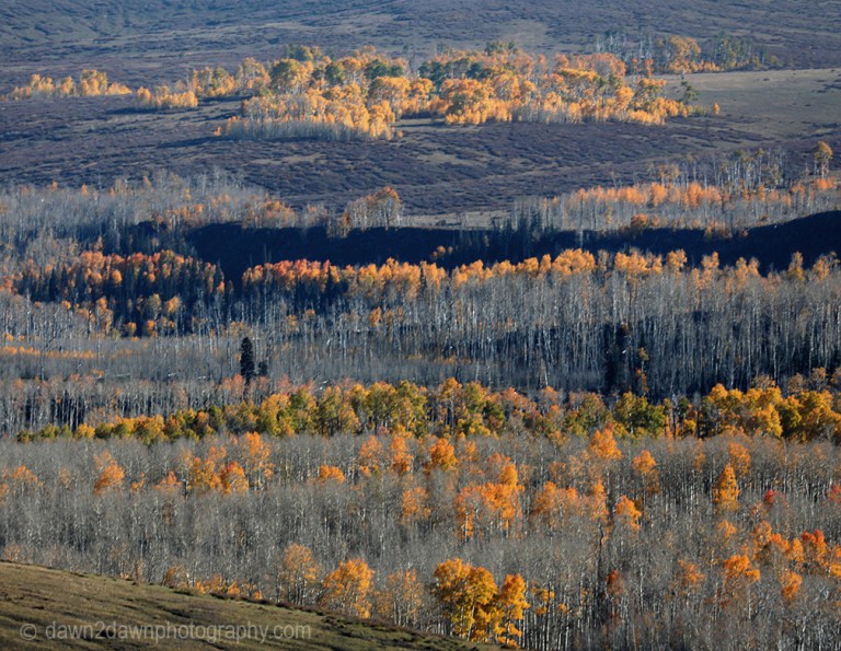 Last Vestiges Of Fall Color