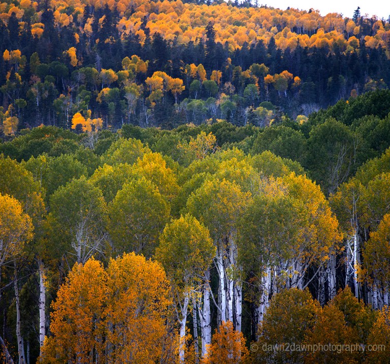 Why Do Leaves Change Color In The Fall?