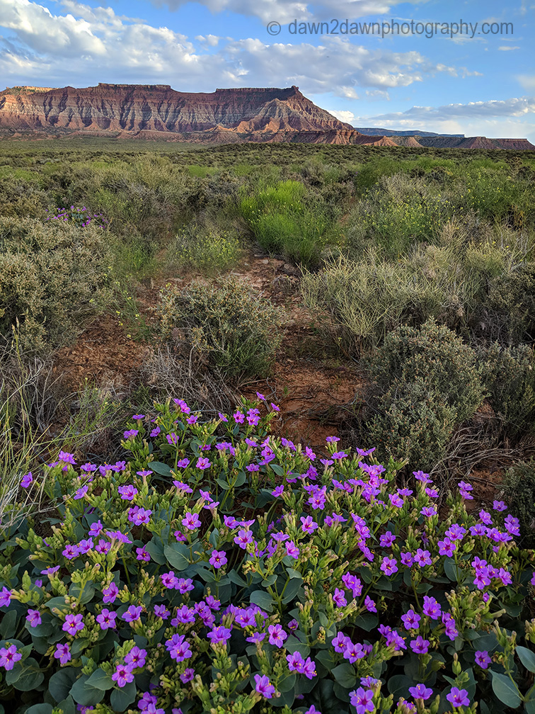 Desert Flora