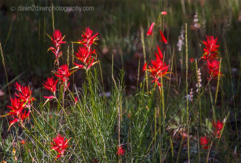 North Rim Flora_43