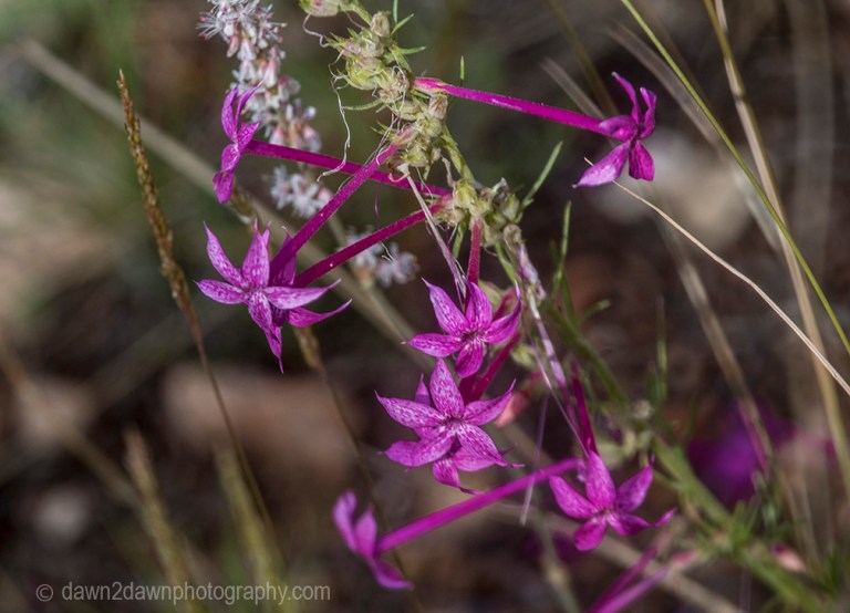 North Rim Flora_44