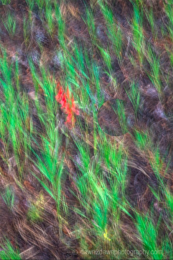 You want Wildflowers?