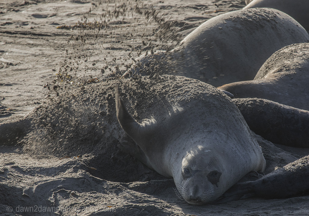 Sounds Of The Elephant Seals