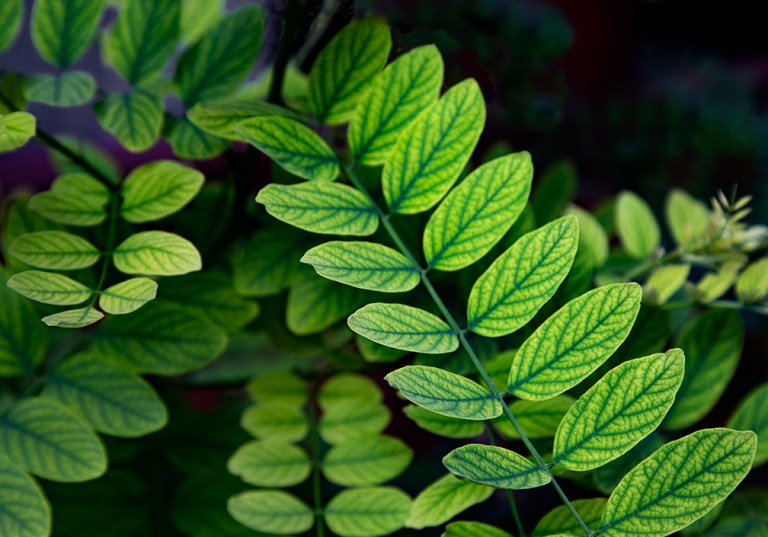 Not sure what plant this is but I like the details in the leaves