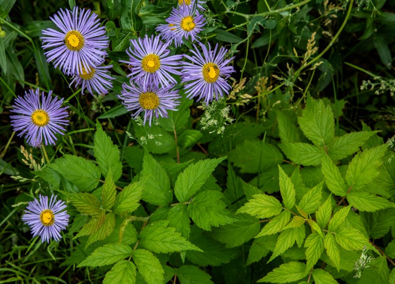A Great Summer For Wildflowers