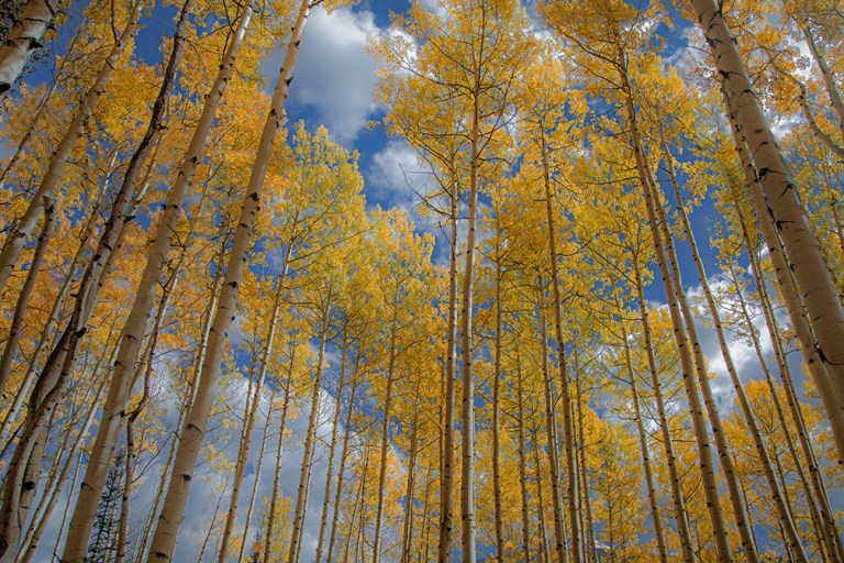More Autumn Colors From Colorado