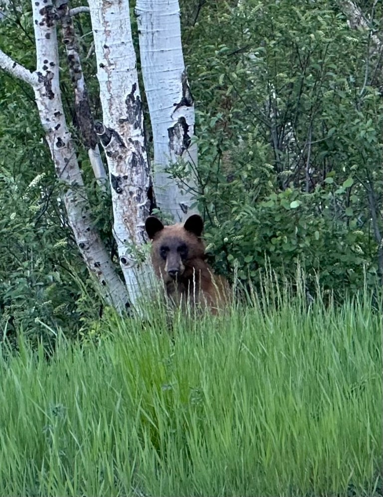Bear in the woods