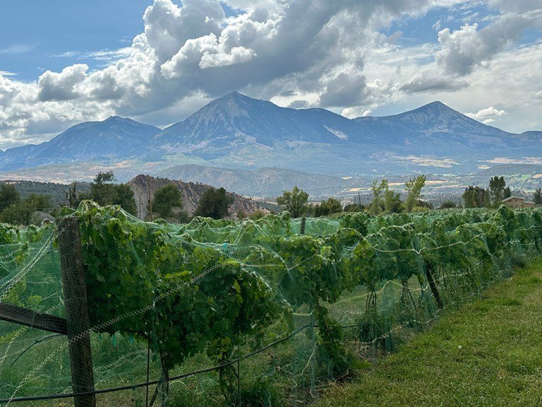 Colorado Has Wineries?  Who Knew…..