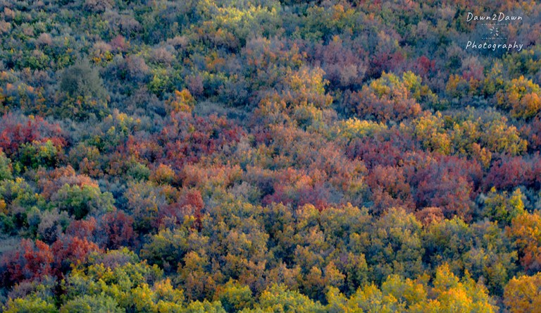 Colorado’s Fall Colors In Fast Forward