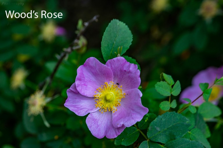 Wildflowers Of The Cimarron