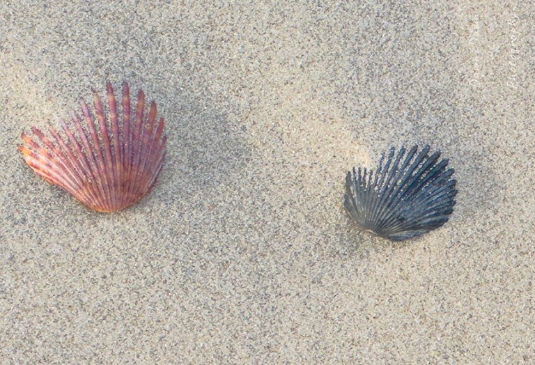 Sea Shells Are Cool, Broken Or Not.