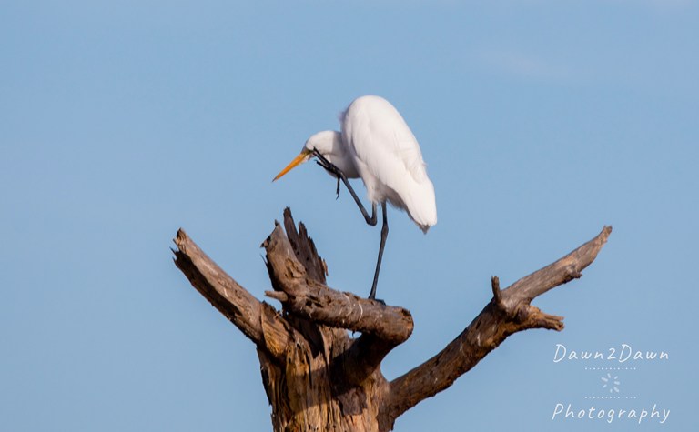 Chincoteague National Wildlife Refuge