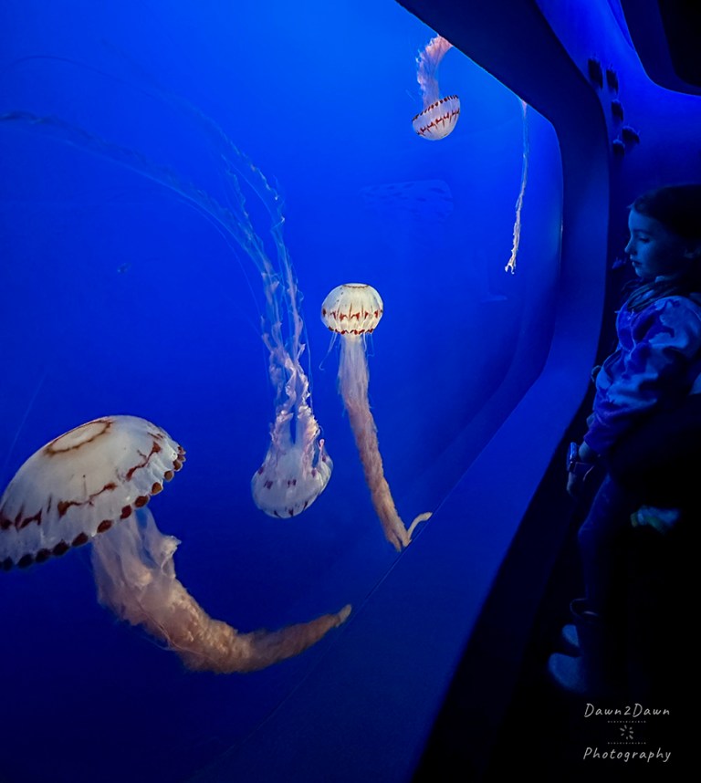 Video Of Monterey Bay Aquarium