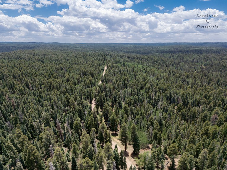Beating The Heat At The Kaibab National Forest