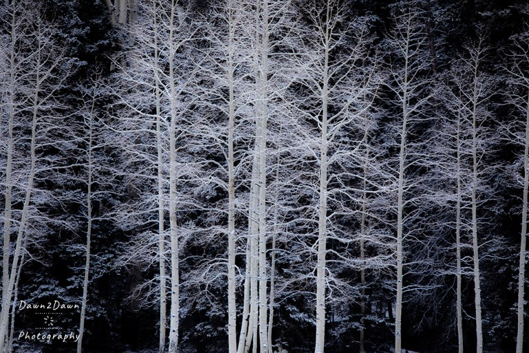 Winter Aspens Have A life Of Their Own