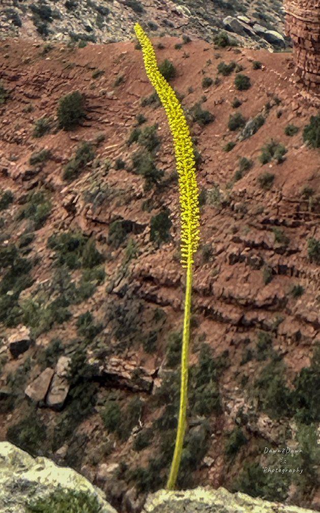 The Amazing Flowering Dying Utah Agave