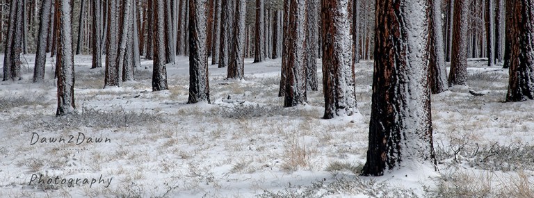 The Ponderosa Pine In Snow