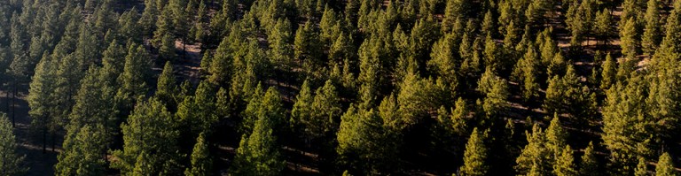 Short Video Of Utah’s Lush and Healthy Dixie National Forest