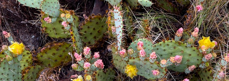Wildflowers Appearing Daily