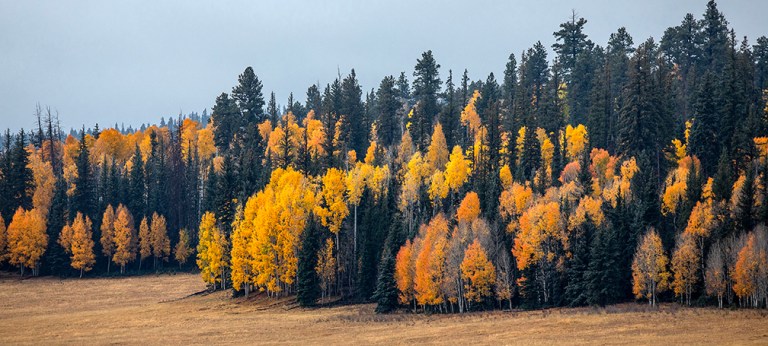 What is Yellow, Orange, Red, Magenta, Apricot, Pineapple, Ochre, Ruby, Plum, Sage, Gold, Amber, Rust, Mustard  and Peach? Here’s a hint.