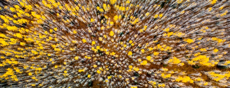 Aspen Forests From Above