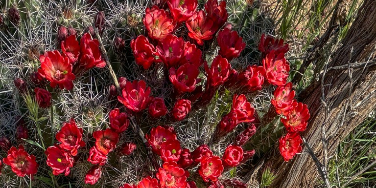 Desert Flora Now Appearing