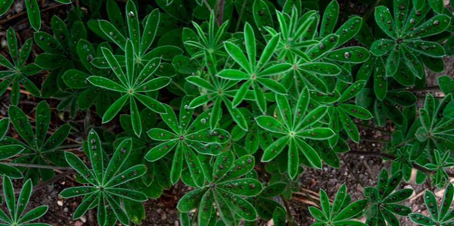 Lupine Wildflower- Now Appearing&nbsp;Daily