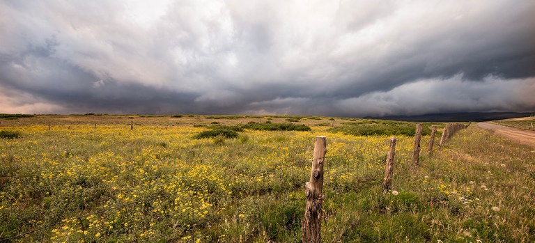 Dark Clouds Over Bright Flowers.